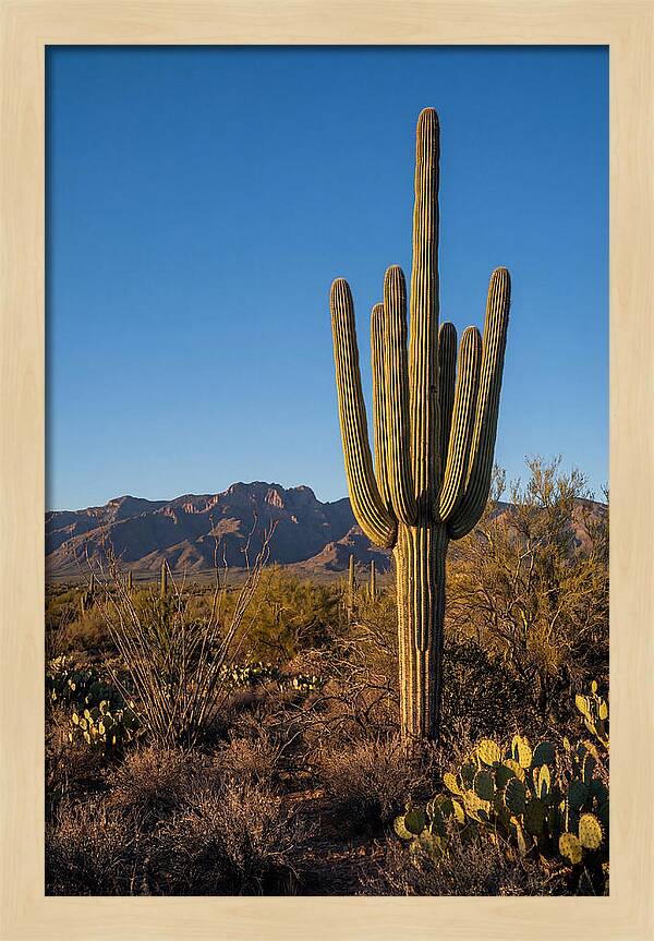 Saguaro Majesty Under Blue Skies