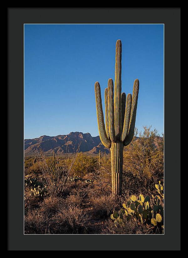 Saguaro Majesty Under Blue Skies