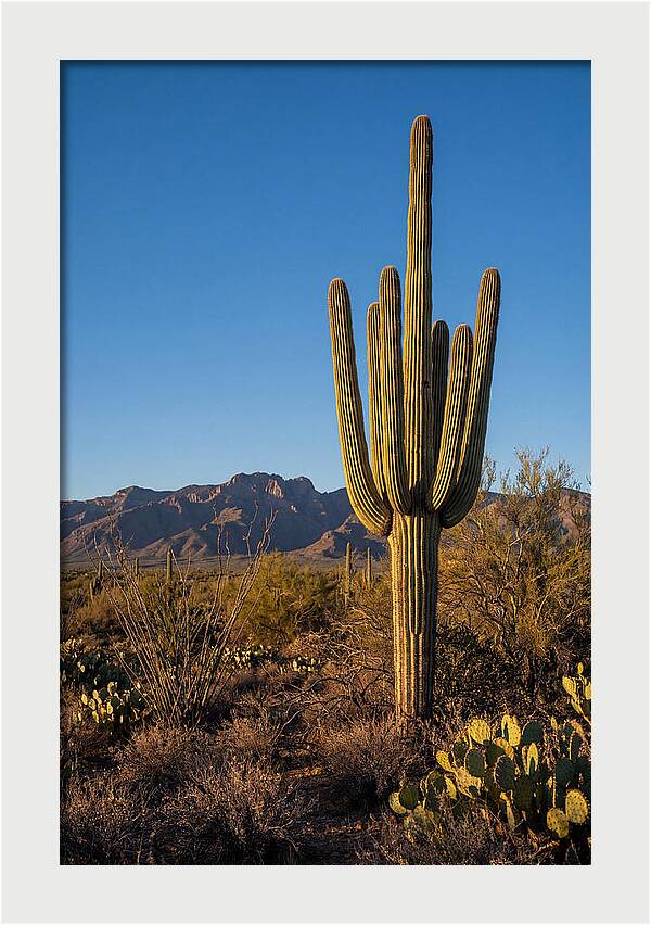 Saguaro Majesty Under Blue Skies
