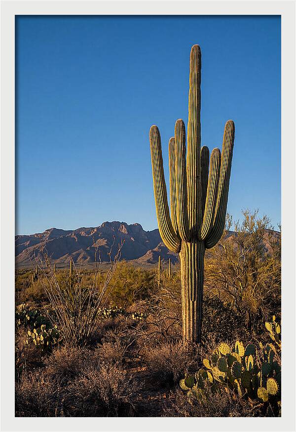 Saguaro Majesty Under Blue Skies