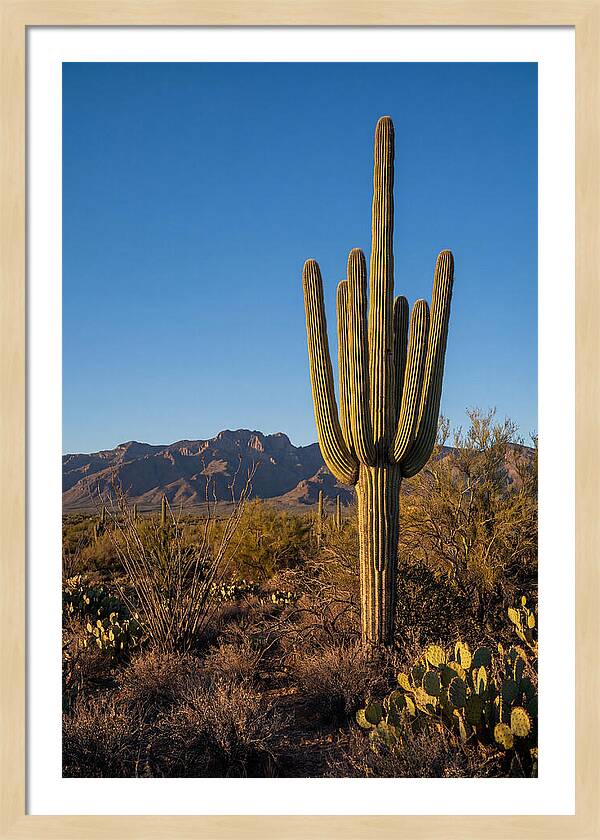 Saguaro Majesty Under Blue Skies