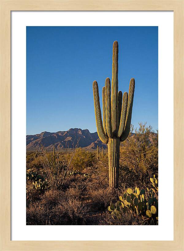 Saguaro Majesty Under Blue Skies