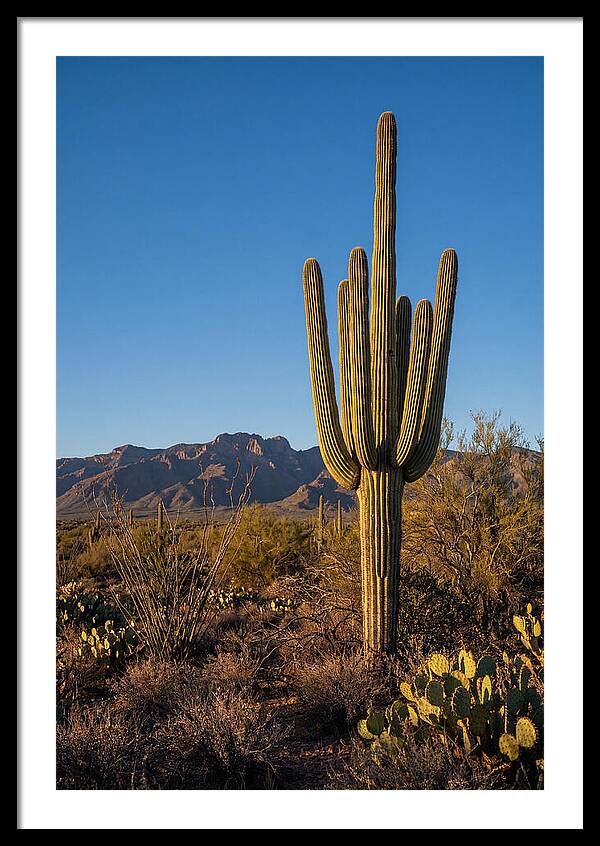 Saguaro Majesty Under Blue Skies