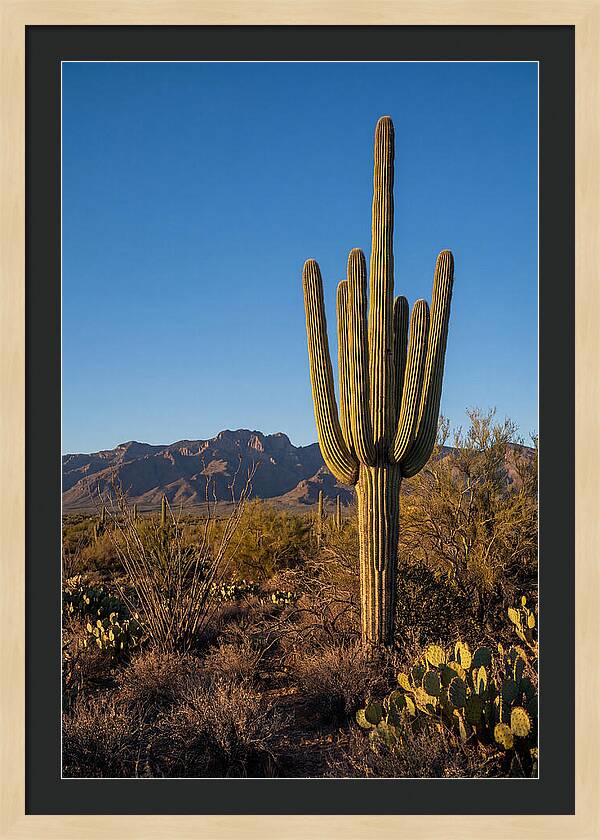 Saguaro Majesty Under Blue Skies