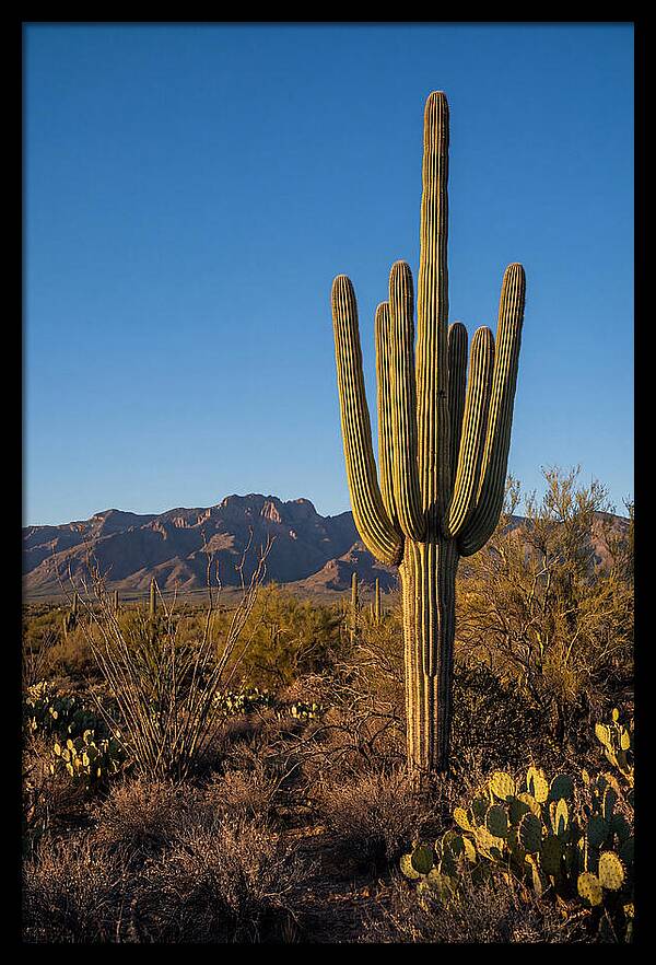 Saguaro Majesty Under Blue Skies