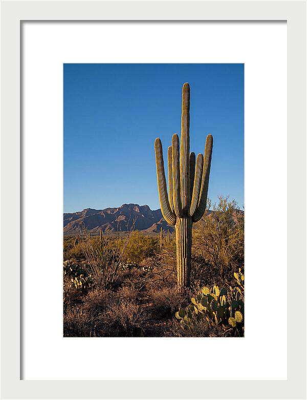 Saguaro Majesty Under Blue Skies