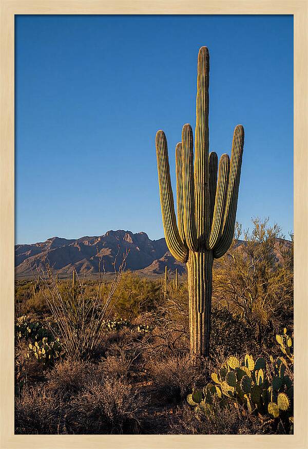 Saguaro Majesty Under Blue Skies