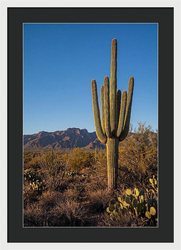 Saguaro Majesty Under Blue Skies
