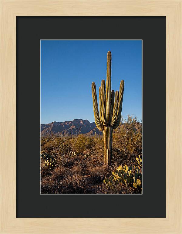 Saguaro Majesty Under Blue Skies