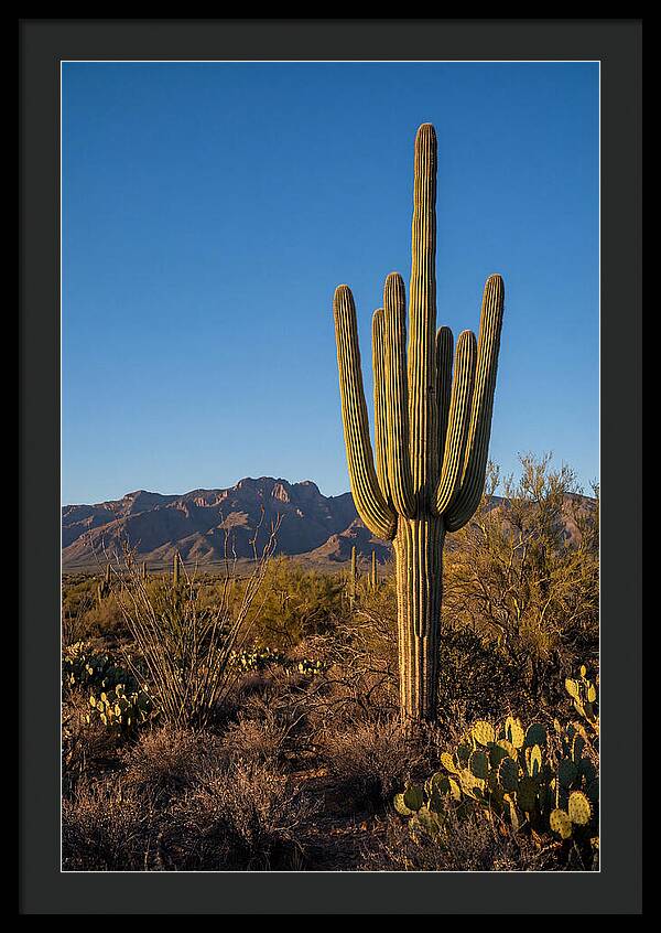 Saguaro Majesty Under Blue Skies
