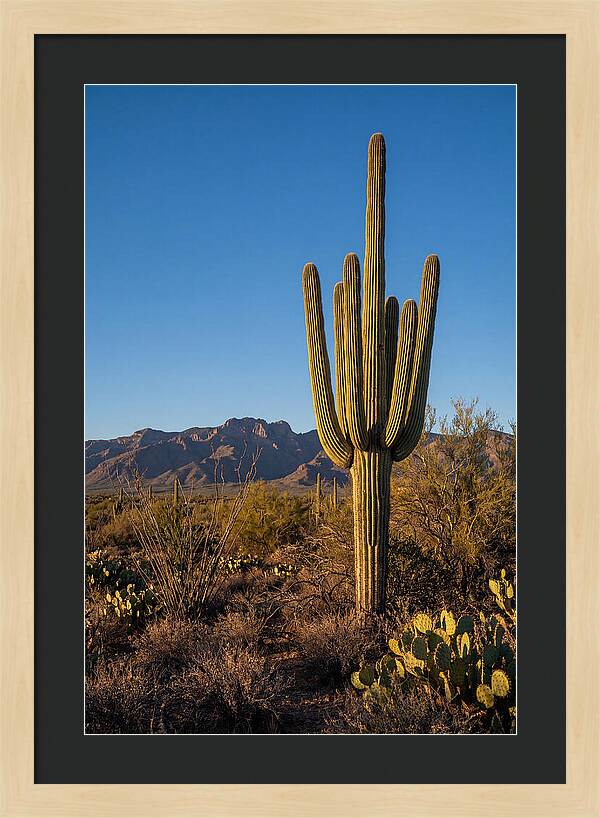 Saguaro Majesty Under Blue Skies
