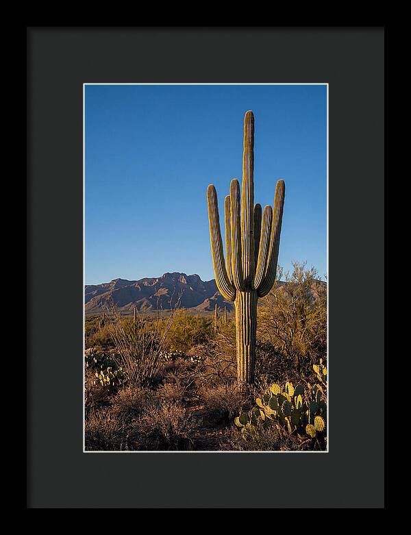 Saguaro Majesty Under Blue Skies