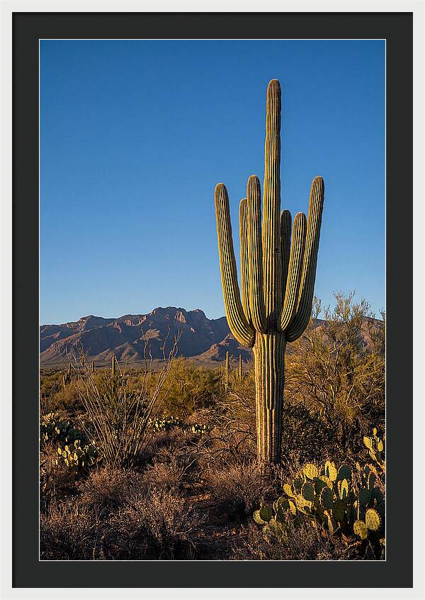 Saguaro Majesty Under Blue Skies