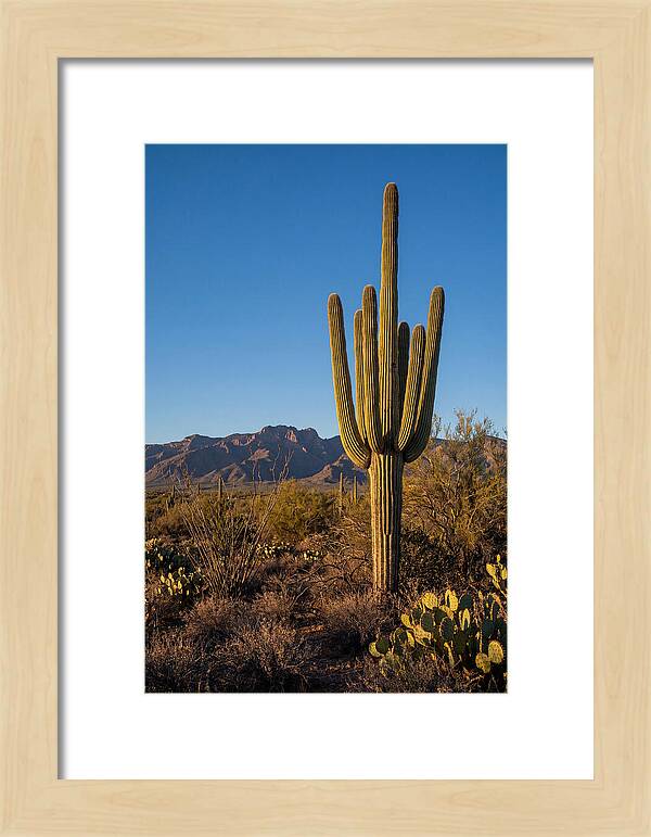 Saguaro Majesty Under Blue Skies