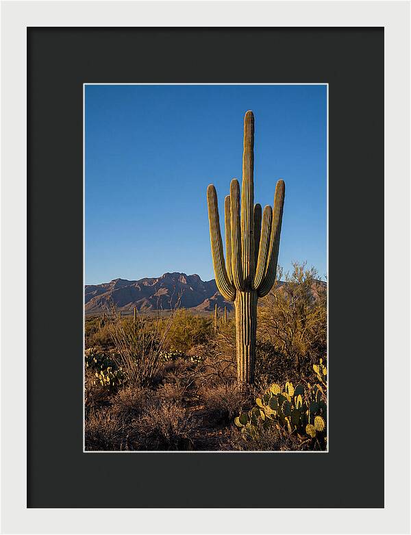 Saguaro Majesty Under Blue Skies