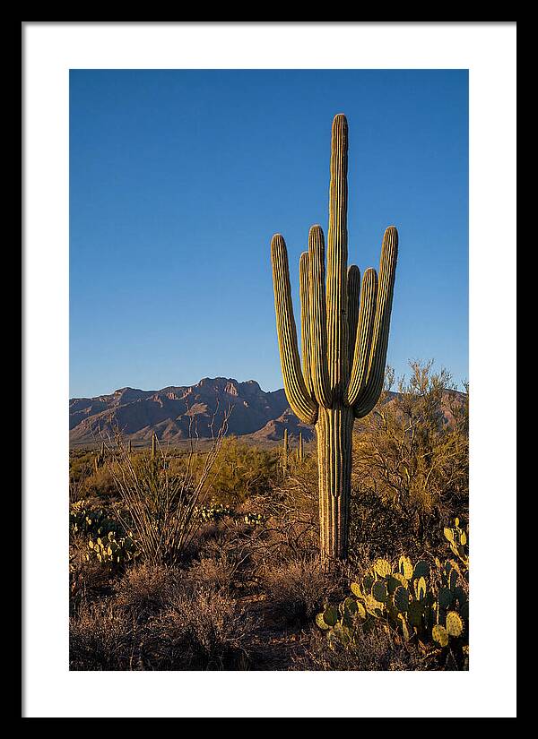 Saguaro Majesty Under Blue Skies