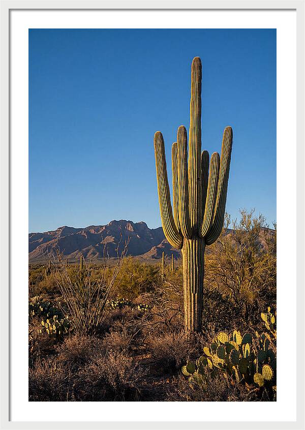 Saguaro Majesty Under Blue Skies