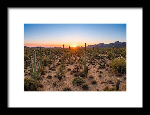 Saguaro Sunset Serenity