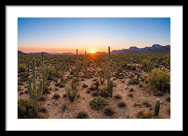 Saguaro Sunset Serenity