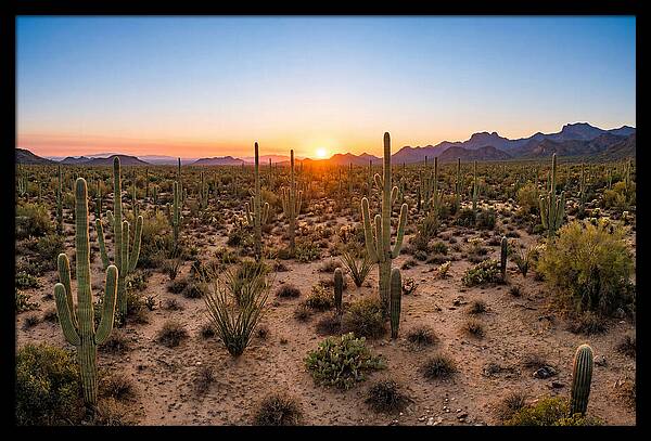 Saguaro Sunset Serenity
