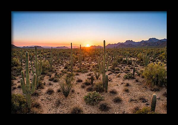 Saguaro Sunset Serenity