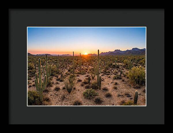 Saguaro Sunset Serenity