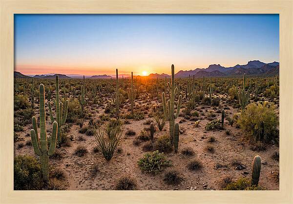 Saguaro Sunset Serenity