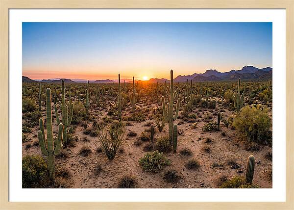 Saguaro Sunset Serenity