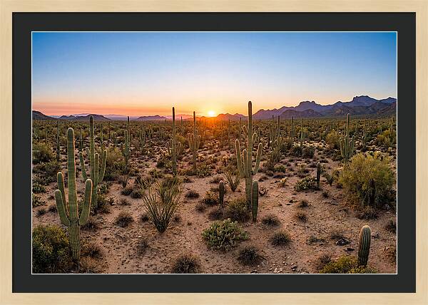 Saguaro Sunset Serenity