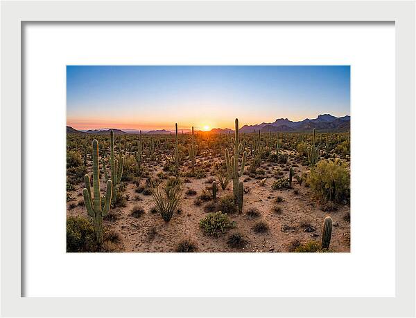 Saguaro Sunset Serenity