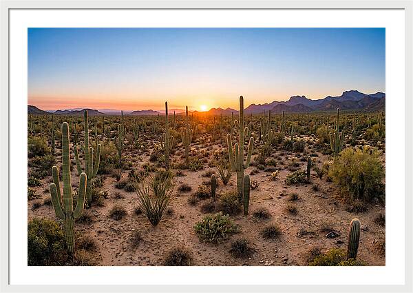 Saguaro Sunset Serenity