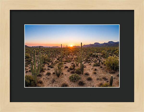 Saguaro Sunset Serenity