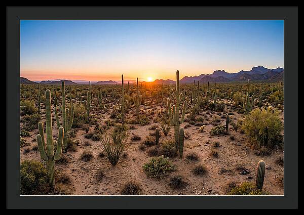 Saguaro Sunset Serenity