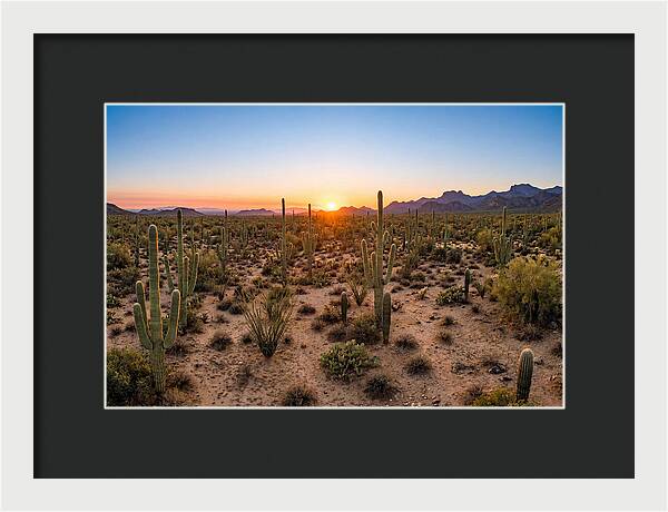 Saguaro Sunset Serenity