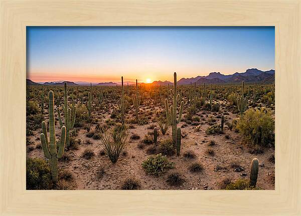 Saguaro Sunset Serenity