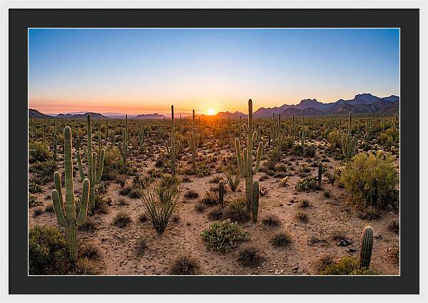 Saguaro Sunset Serenity
