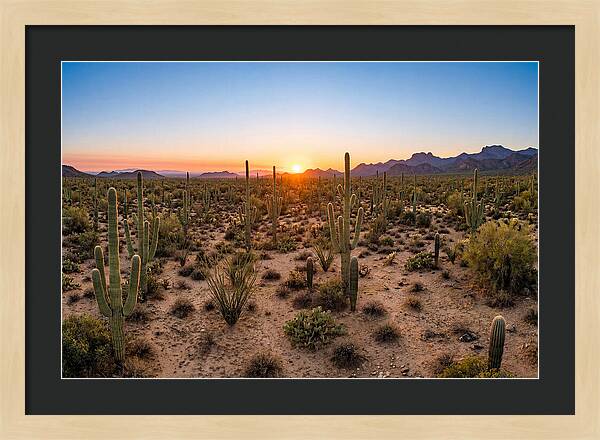 Saguaro Sunset Serenity