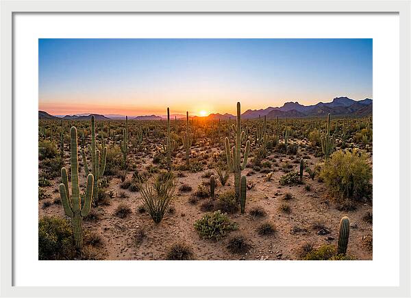 Saguaro Sunset Serenity