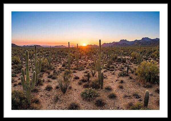 Saguaro Sunset Serenity