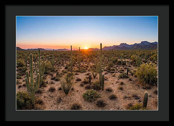 Saguaro Sunset Serenity