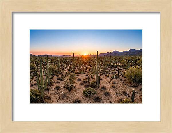 Saguaro Sunset Serenity