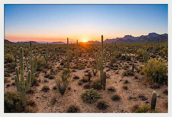 Saguaro Sunset Serenity