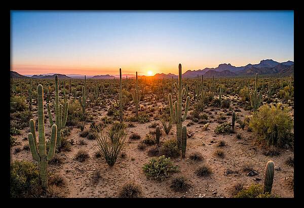 Saguaro Sunset Serenity