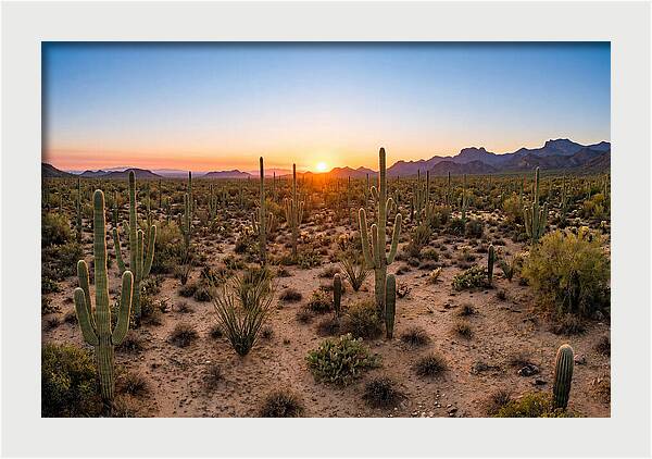 Saguaro Sunset Serenity