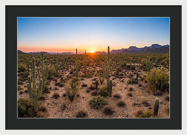 Saguaro Sunset Serenity