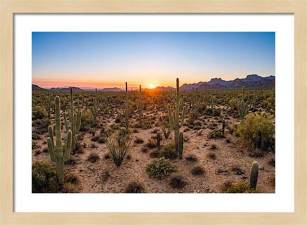Saguaro Sunset Serenity
