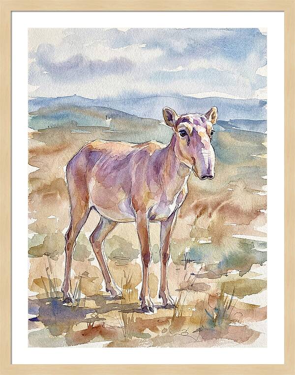 Saiga Antelope In Watercolor