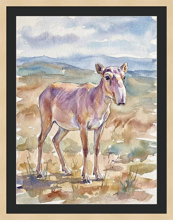 Saiga Antelope In Watercolor