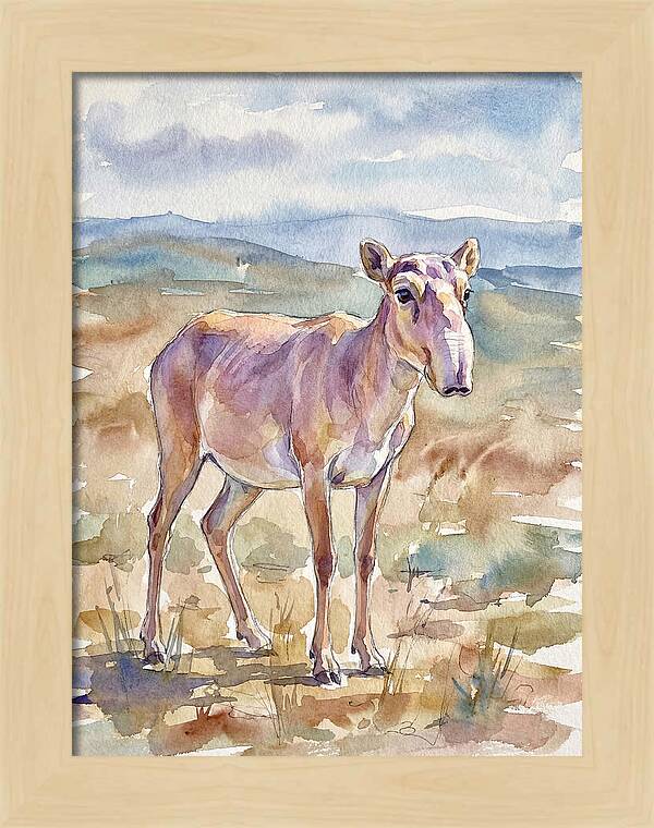 Saiga Antelope In Watercolor