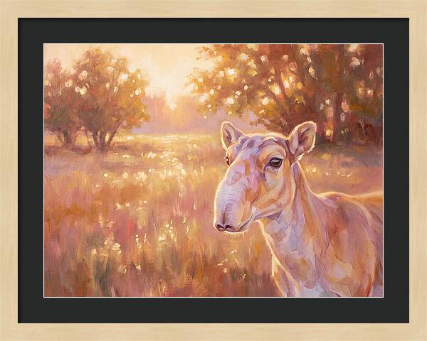 Saiga In Light